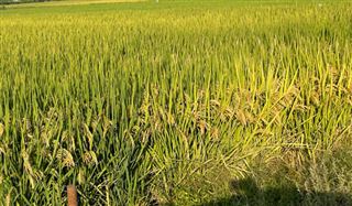 物联网和人工智能助力智慧农业：精准除草，共创可持续未来