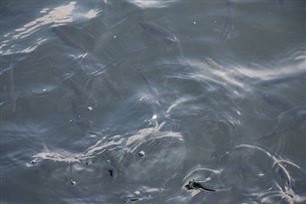 布局华中市场!广业环保中标湖北广水污水项目